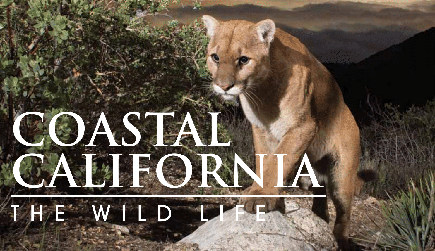 Coastal California The Wild Life